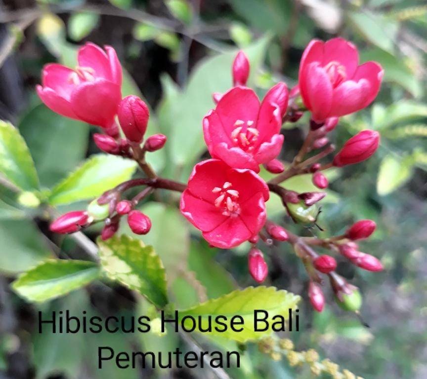 Hotel Hibiscus House Pemuteran Extérieur photo